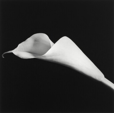 Calla Lily