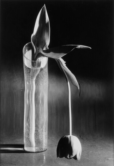 Melancholic Tulip 