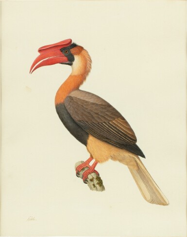Nicolas Huet le Jeune, An adult female Velvet Piroll | Piroll velouté femelle adulte