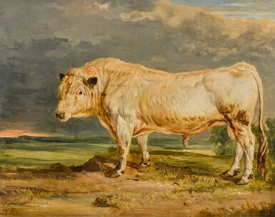 A wild bull