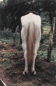 Caballo (Horse)