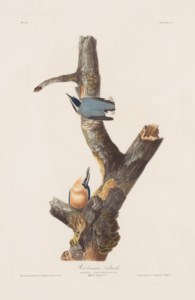 John James Audubon, 1829