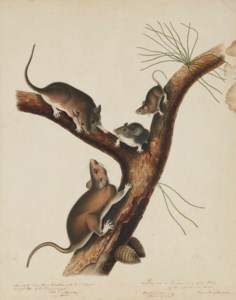 John James Audubon, 1843