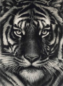 Robert Longo, Untitled (Last Tiger)