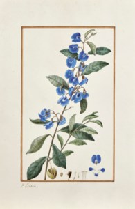 Branche fleurie de platychilier de Cels aux pétales bleus