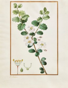 Branche fleurie de malpighier à feuilles d'Yeuse blanches