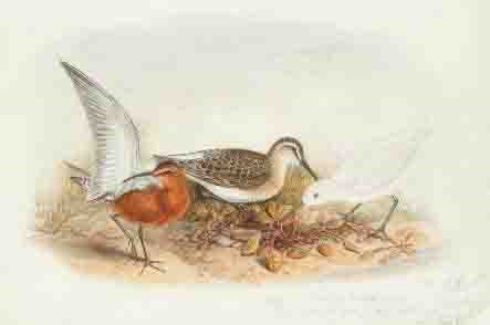 Studies of a curlew sandpiper; and Study of a buff-breasted sandpiper both for The Birds of Great Britain , 1862