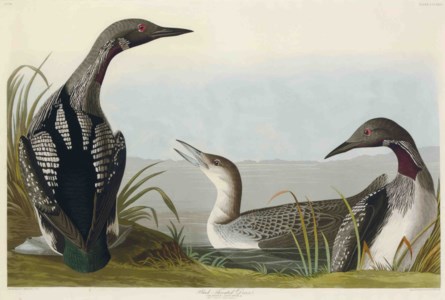 Black-throated Diver (Plate CCCXLVI) Colymbus arcticus