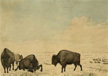 Buffalo Hunt