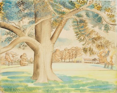 Field Elm
