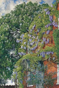 Wisteria at Englefield