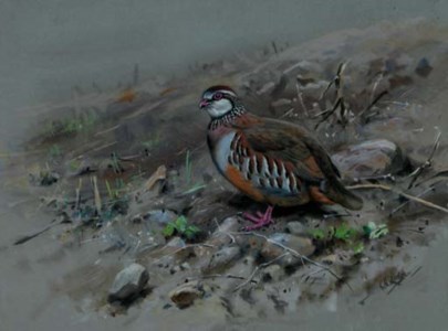 Red-legged Partridge