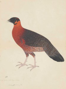 RAM DAS, CALCUTTA, INDIA, 1777-1782