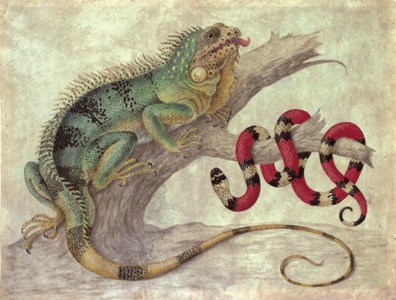 An Iguana ( Iguana iguana ) and a Coral snake ( Elapidae micrurus ) on a tree stump