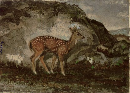 A Fawn
