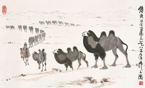 Camels