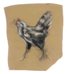 Cockerel
