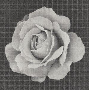 One Flower One World