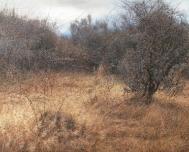 Untitled 2351
