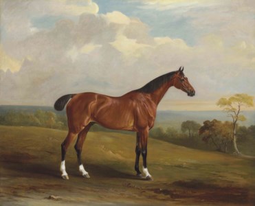 Clinker , the bay hunter of H.H. Holdich-Hungerford of Dingley Park, Northamptonshire