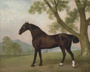 A dark bay hunter beside a tree in an extensive landscape