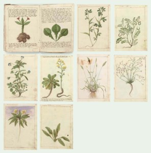 A sketchbook with 22 leaves, bound in vellum, containing 24 studies of plants with discourses on their properties and with sketches for decorative elements