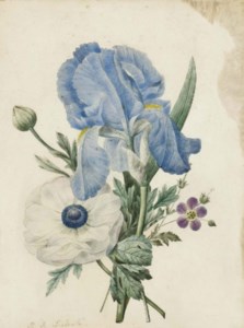 A blue iris, a geranium and a white poppy