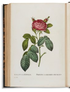 Les Roses, peintes par P. J. Redouté…décrites et classées selon leur ordre naturel par C. A. Thory . Paris : P. Dufart, 1828-1829