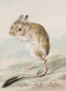 A pale kangaroo mouse (Microdipodops pallidus)