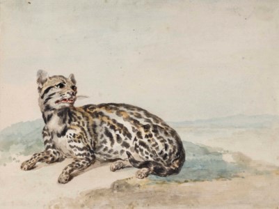 An oncilla from Surinam (Leopardus tigrinus)