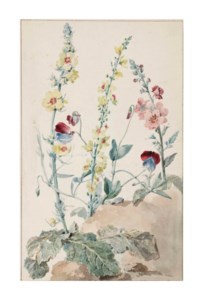 Study of Verbascum and sweet-peas (Lathyrus odoratus)