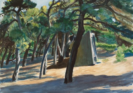 Scrub Pines