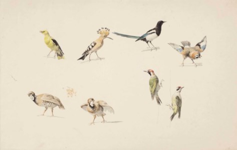 Studies of birds: a golden oriole, a hoopoe, a magpie, a jay, two red-legged partridge and two green woodpeckers