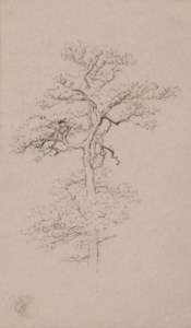 An oak; and Two willow trees (pl. 11)