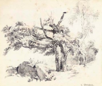 Woodland study