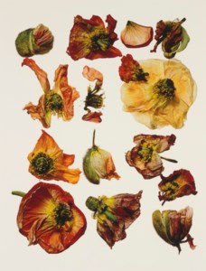 Iceland Poppy/Papaver nudicaule, New York, 2006