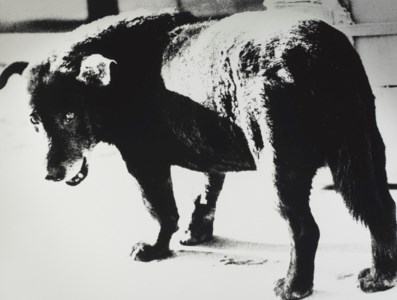 Stray Dog, Misawa, Aomori, 1971