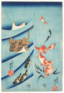 Goldfish, Killifish, Stingray and Puffer Fish