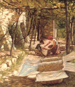 Packing grapes