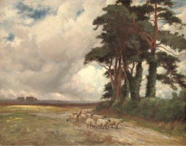 Sheep and pine trees