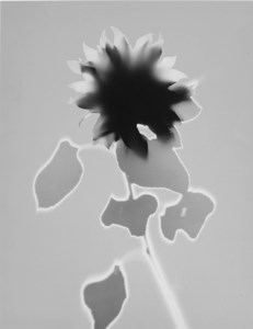 Sonnenblume, 1994