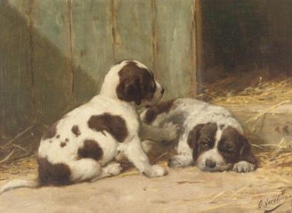 Saint-Bernard puppies