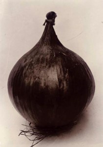 Onion Ailsa Craig, c.1900