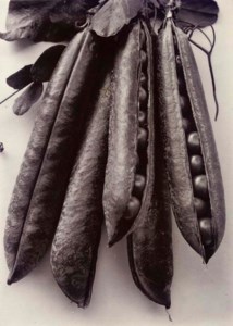 Pea Quite Content, c.1900