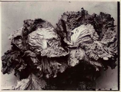 Cabbage Lettuce, c.1900