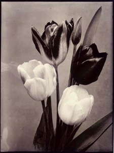 Single Tulips Mixed, c.1900