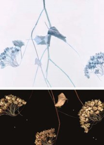 Vilburnum (Diptych)