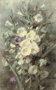 Purple and white field bindweed