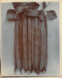 Dwarf Bean Masterpiece, c. 1895-1910