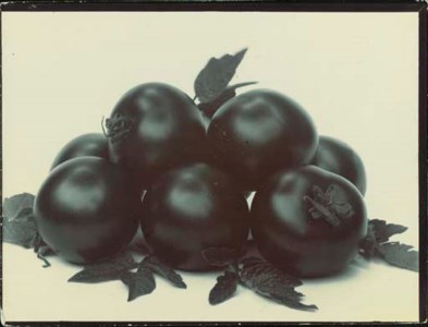 Tomato Perfection, c. 1895-1910